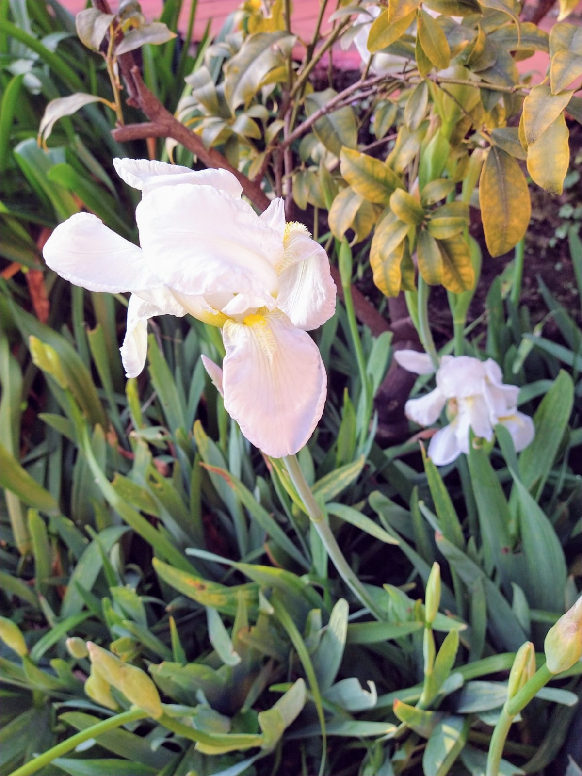 4. White Flower