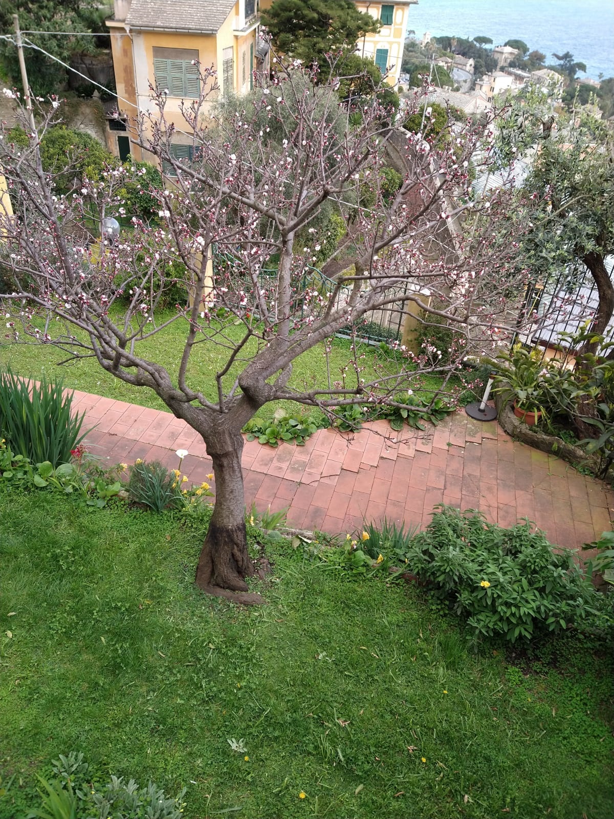 2. Blooming Tree