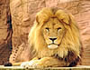 Photo of a loin that is sitting