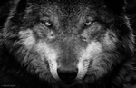 A closeup-picture of a wolf's head